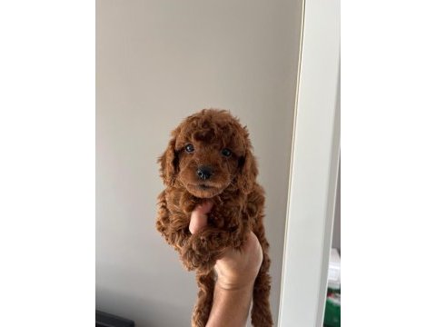 Teacup toy poodle