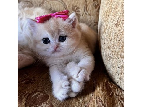 Saf kan golden british shorthair yavrular (wcf kayıtlı)