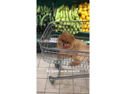Pomeranian boo yavrularımız