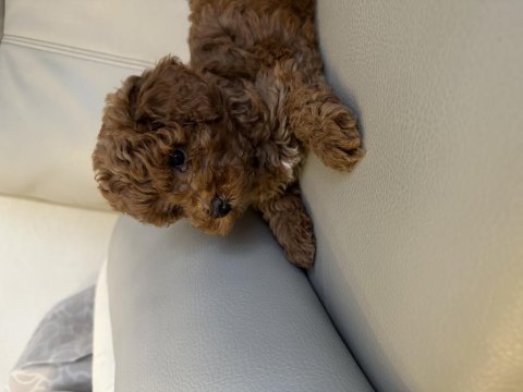 Erkek yavru poodle