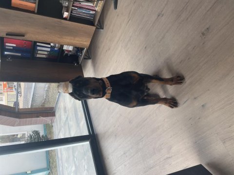 6 aylık aşılı a şecereli estetikleri tamam doberman