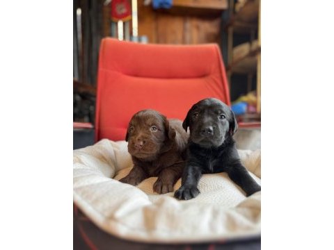 Asil rehber köpek labrador