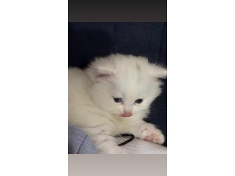 British shorthair yavru