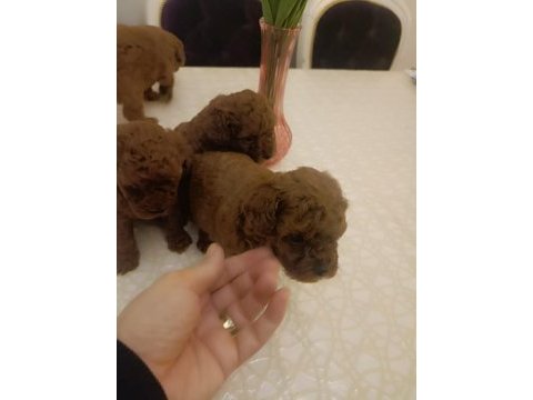 Safkan red brown toy kore poodle yavrular - üst kalite