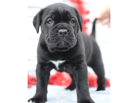 Tank gibi cane corso yavruları