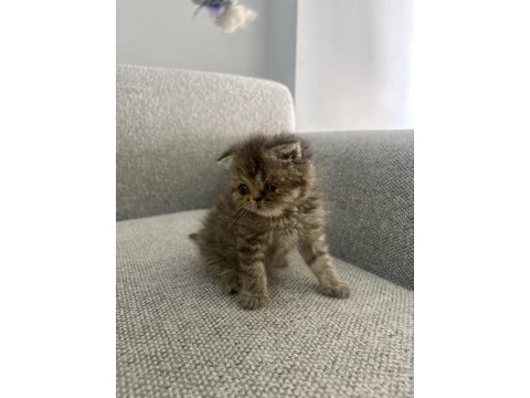 Scottish fold 2 aylık dişi