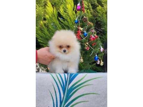 Orijinal pomeranian tea cap yavrularimiz