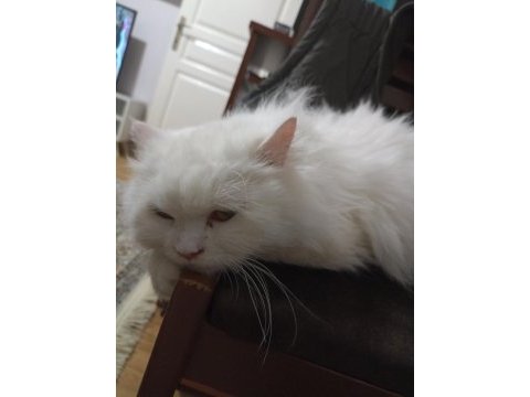 British longhair 1 yaşında