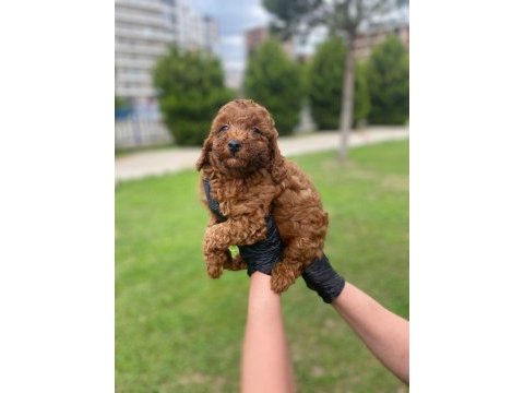 Kıvır kıvır orjinal poodle minişlerim