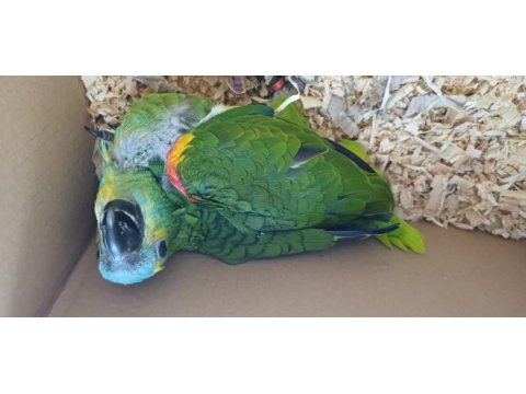 Bebek blue front mavi alın amazon papağanı