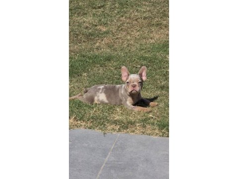 French bulldog dişi