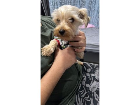 Yorkshire terrier köpeği