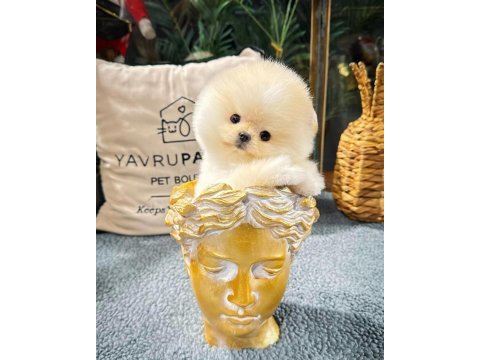 Ayı surat pomeranian boo yavrularımız
