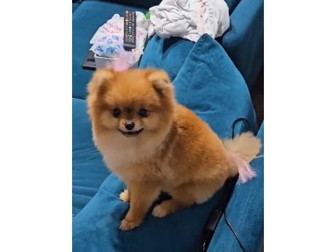 34 yıllık canpette ayı surat pomeranian yavrumuz micro