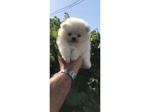 Ayı surat beyaz ve orange pomeranian köpekler