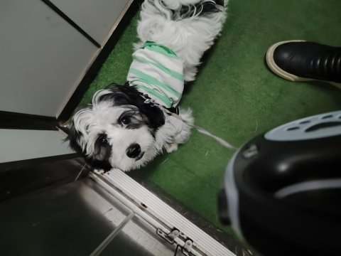4 aylık nadir ırk köpeğimiz