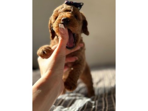Güzeller güzeli poodle bebekler