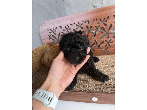 Tr nin en iyi anne babasından poodle