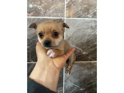 Chihuahua yavrularımız yeni ailesini beklemekte