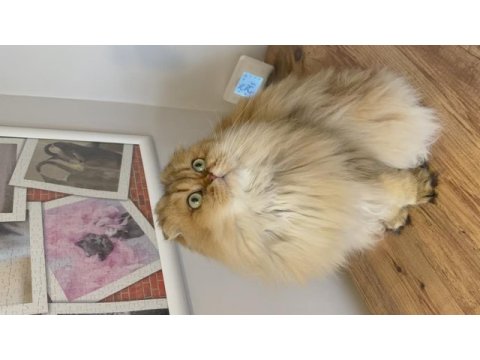 Veteriner hekimden scottish fold