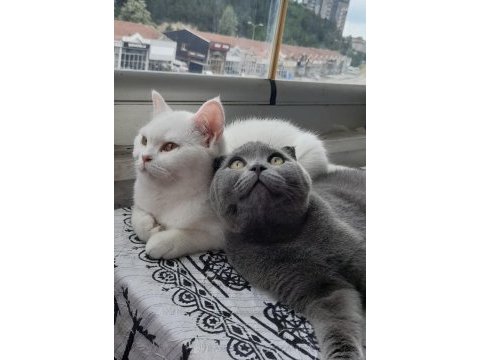 6 aylık british shorthair yavrular