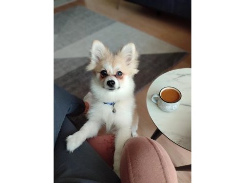 Pomeranian köpeğimiz 5 aylık