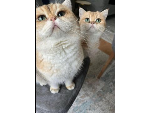 Golden safkan british shorthair
