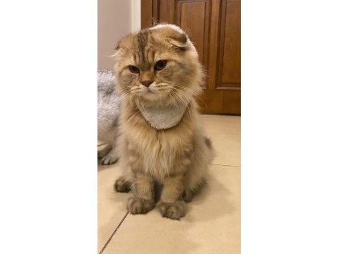 Aslan n11 british longhair