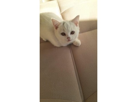 British shorthair uygun kedimiz
