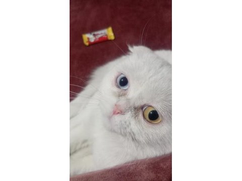 Scottish fold kedimiz 1 yaşında