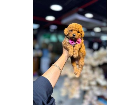 Güzel bebeklerim maltipoo