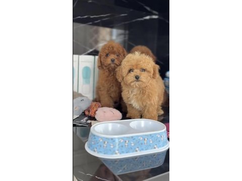 Toy poodle cins köpekler
