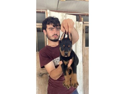 Üst kalite doberman yavruları