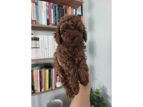 Toy poodle yavru köpeklerimiz
