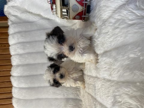 Morkie renkli gözlü dişi yavrularımız