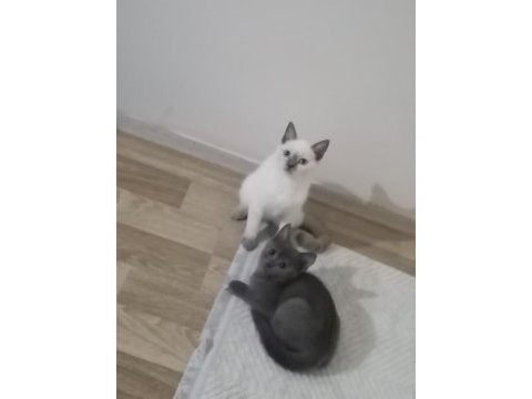Britihs sohrt hair ve british blue point kedi 7 aylık