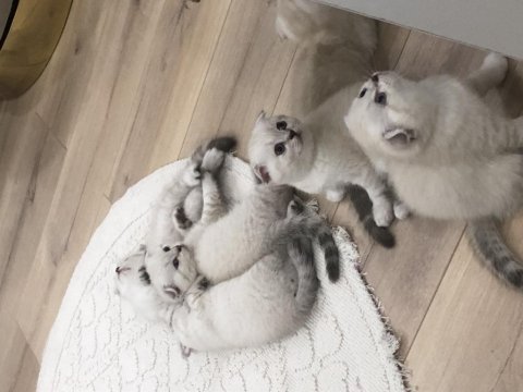 Scottish fold yavrularım erkek-dişi