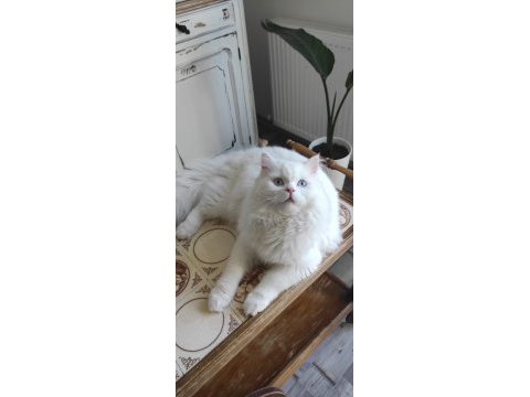 Kızanda dişi kedinize talibiz