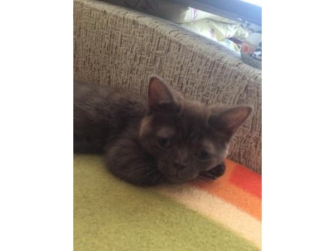 Scottish fold minnoş ev arıyor