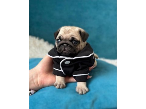 Irk garantili pug yavruları