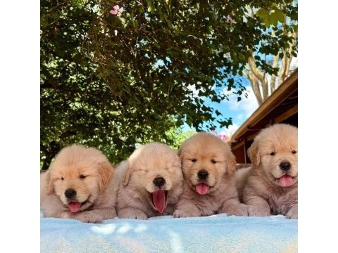 Safkan sağlık ve ırk garantili golden yavrulari 