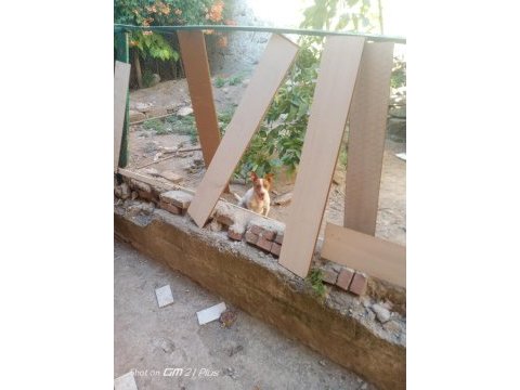 2 erkek yavru jack russell