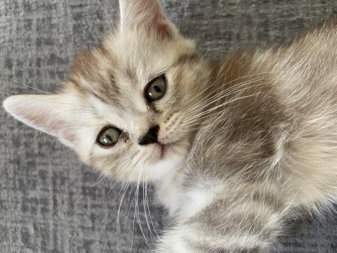 British shorthair