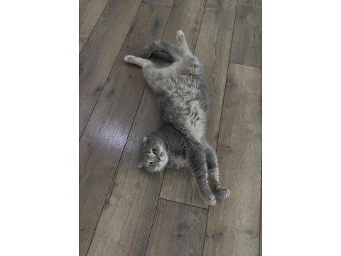 Scottish fold kedimiz