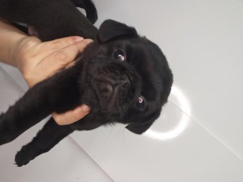 Pug yavrular