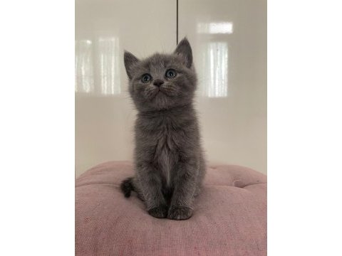 Scottish fold & straight yavrularımız
