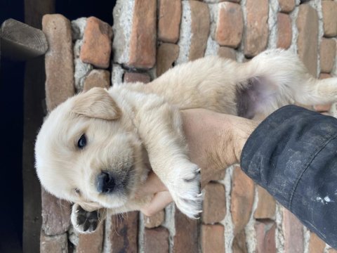 Baby fare golden retriever yavrular