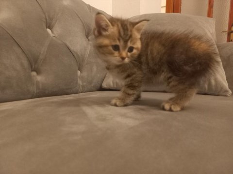 Yeni yuvamızı arıyoruz british shorthair