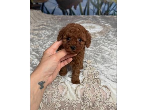Koyu renk toy poodle yavruları 