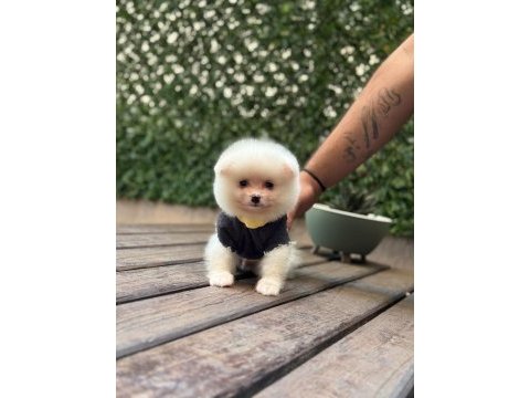 Yavru pomeranian boo köpekler